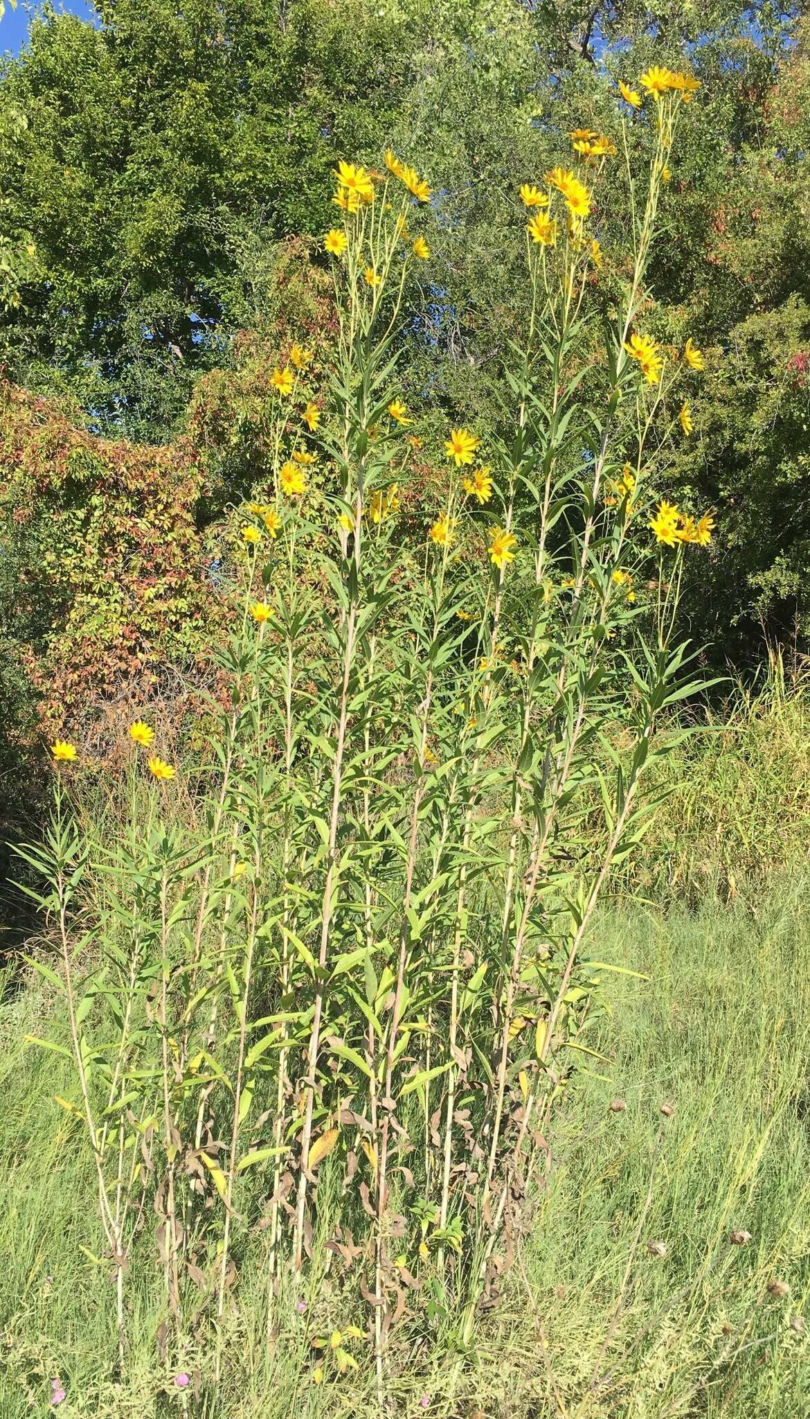 Image of Nuttall's sunflower