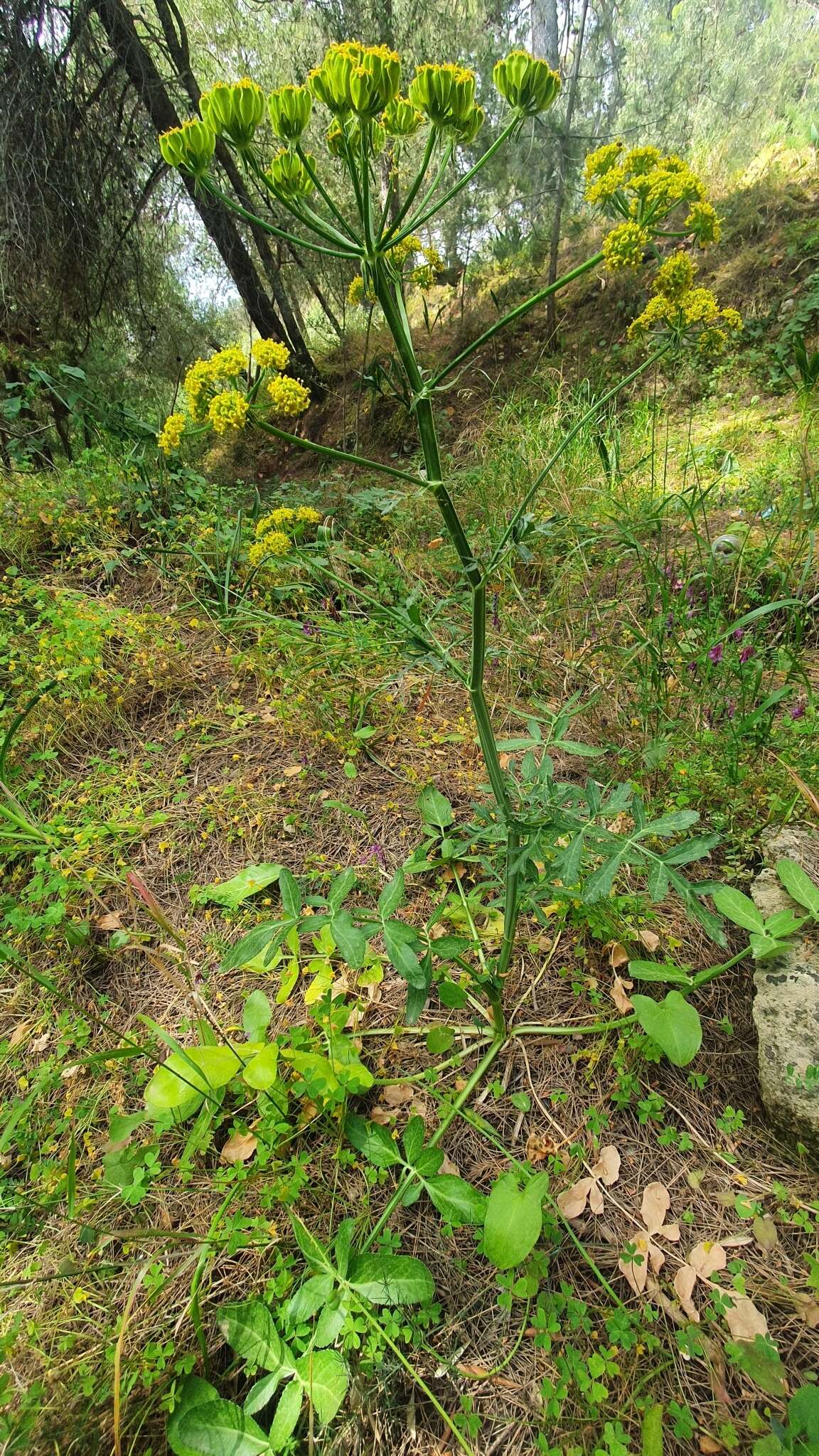 Image of Heptaptera colladonioides Margot & Reuter