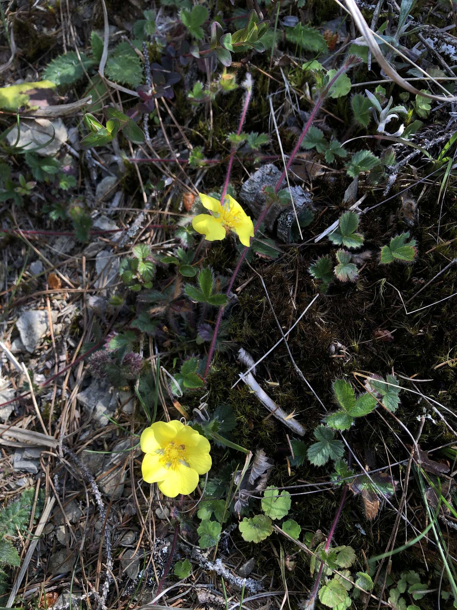 Image de Potentilla matsumurae Th. Wolf