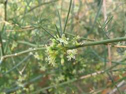 Image of Asparagus pearsonii Kies