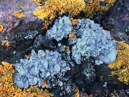 Image of intestine silverskin lichen