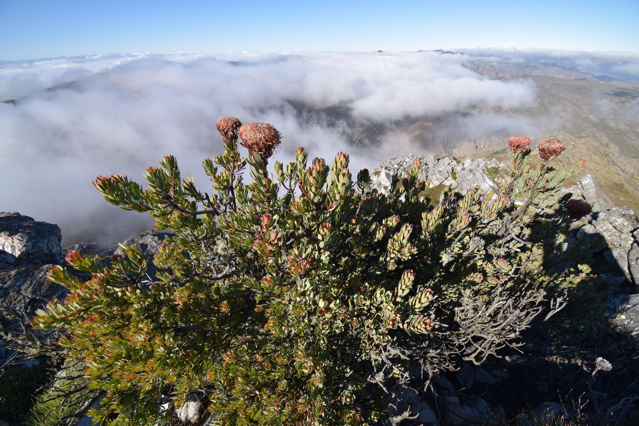 Image of Protea rupicola Mund ex Meissn.