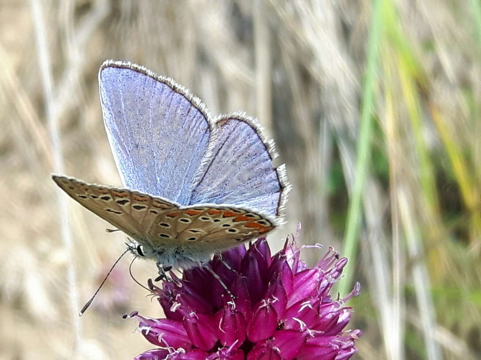 Image of Polyommatus thersites (Cantener 1835)