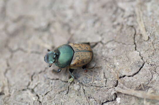 Image of Onthophagus (Palaeonthophagus) vacca (Linnaeus 1767)