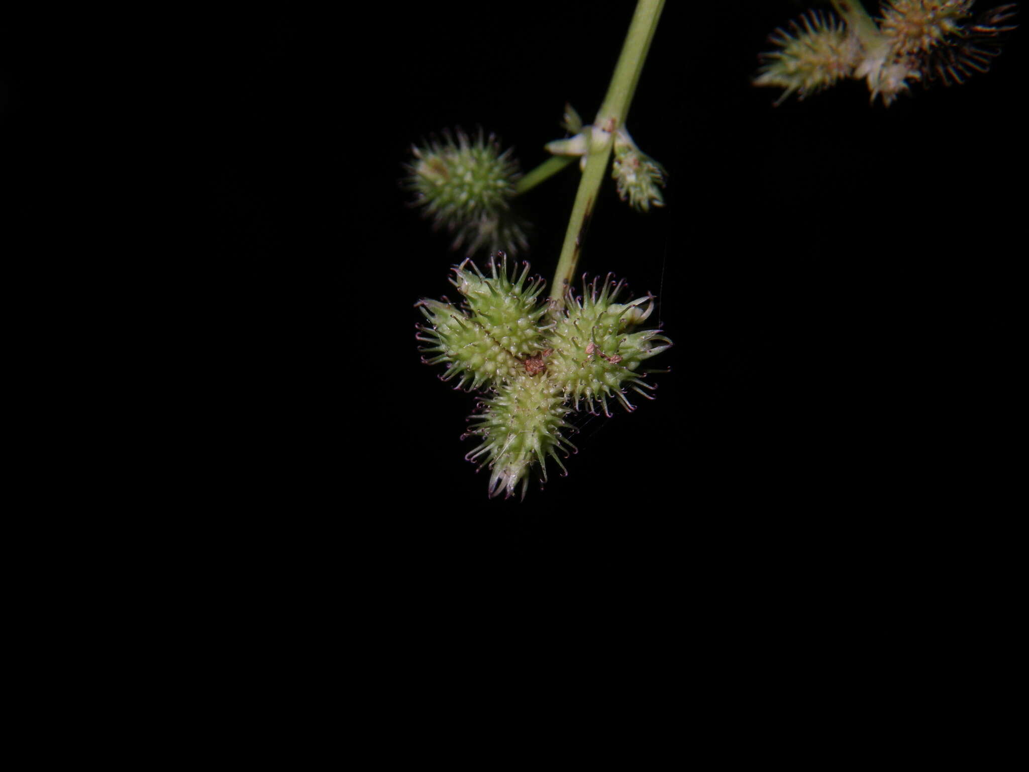 Imagem de Sanicula chinensis Bunge