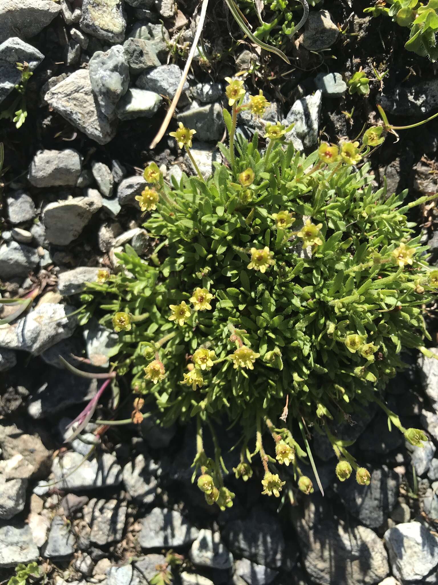 Image of Saxifraga seguieri Sprengel