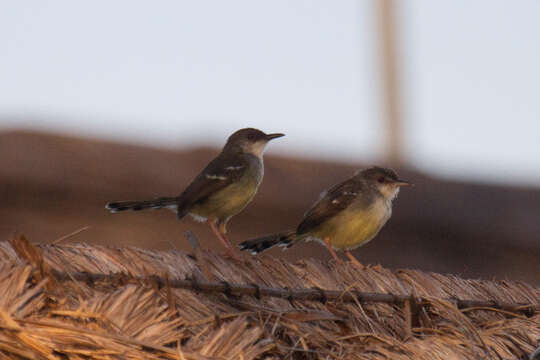 Image of Bar-winged Prinia