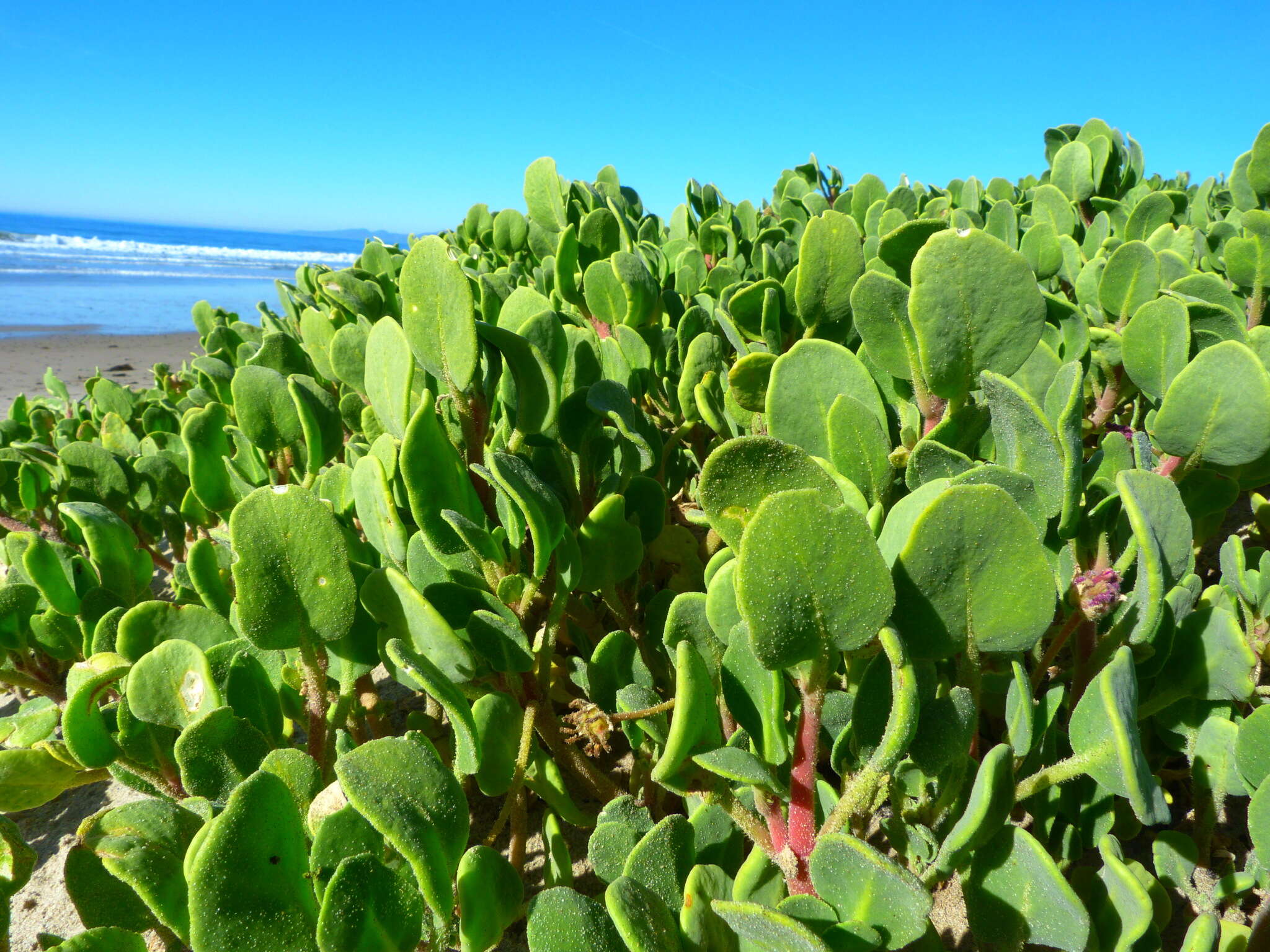 Image of red sand verbena