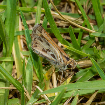 Image of Hylephila fasciolata Blanchard 1852