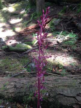 Image of Pacific coralroot