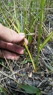 Spiranthes laciniata (Small) Ames resmi