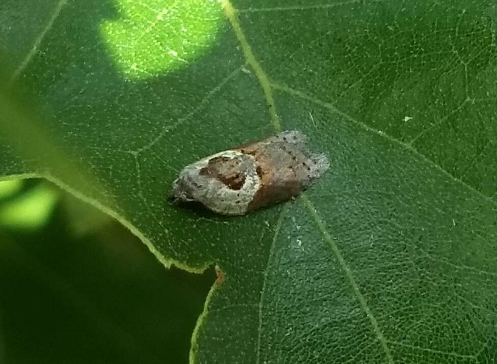 Image of Acleris maculidorsana Clemens 1864