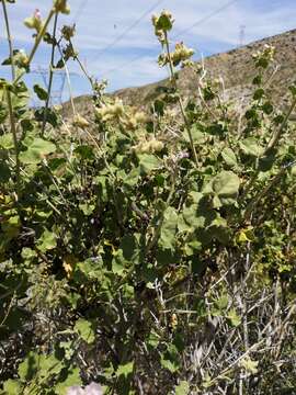 Imagem de Malacothamnus clementinus (Munz & L. M. Johnston) Kearney