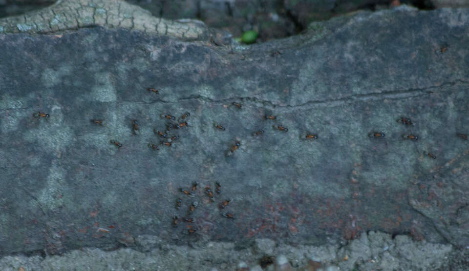 Image of Velvety Tree Ant