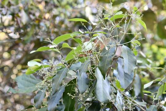 Image of Psychopterys multiflora (Nied.) W. R. Anderson & S. Corso