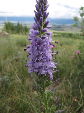 Image of speedwell