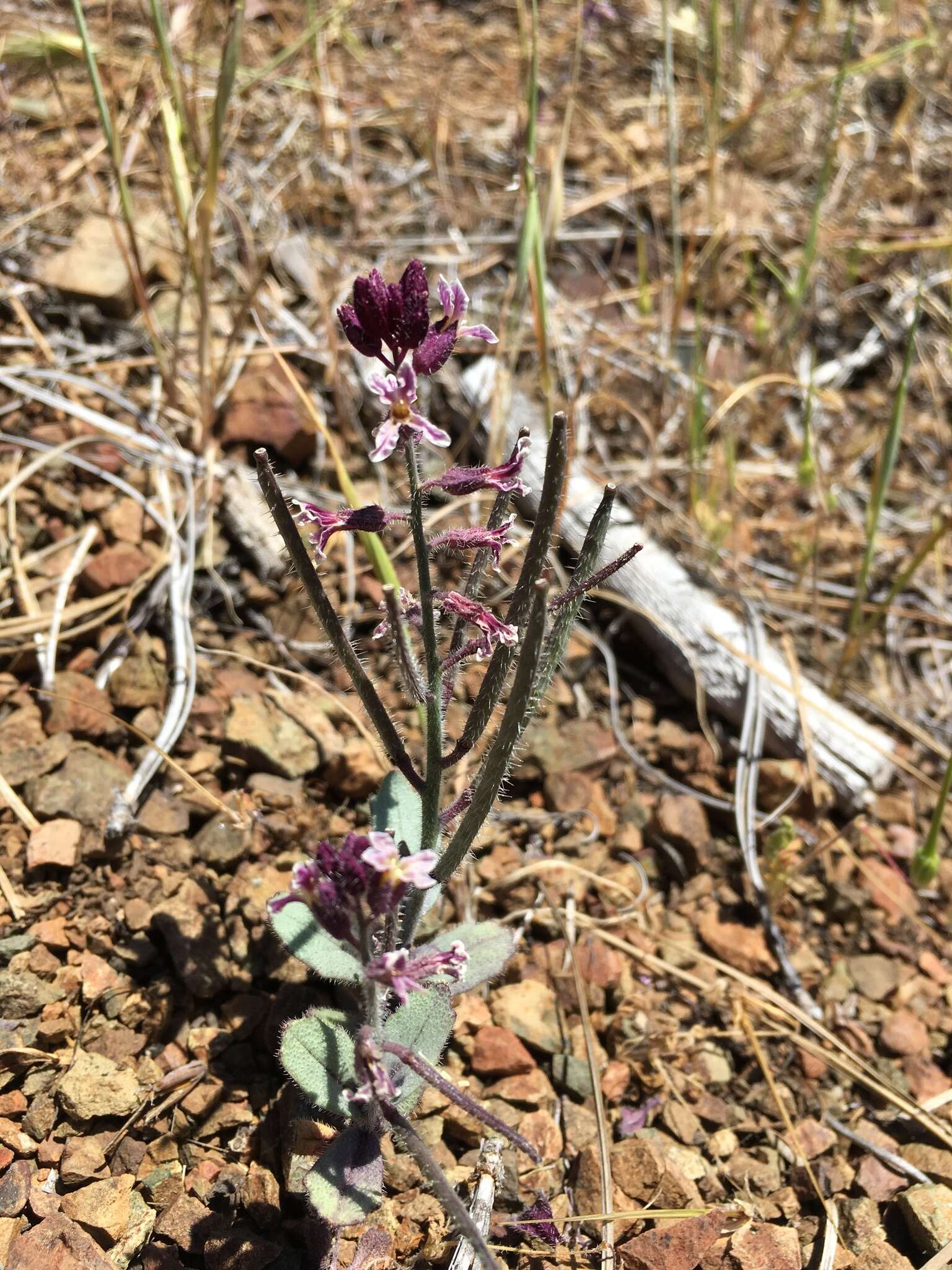 Image of Mt. Diablo jewelflower