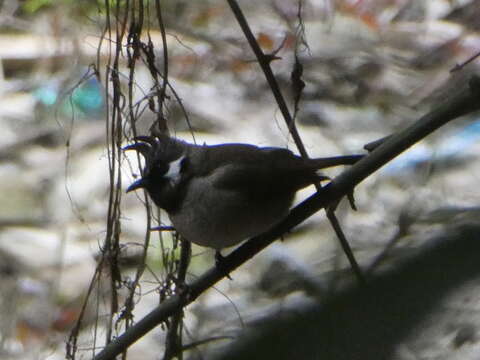 Image of Himalayan Bulbul