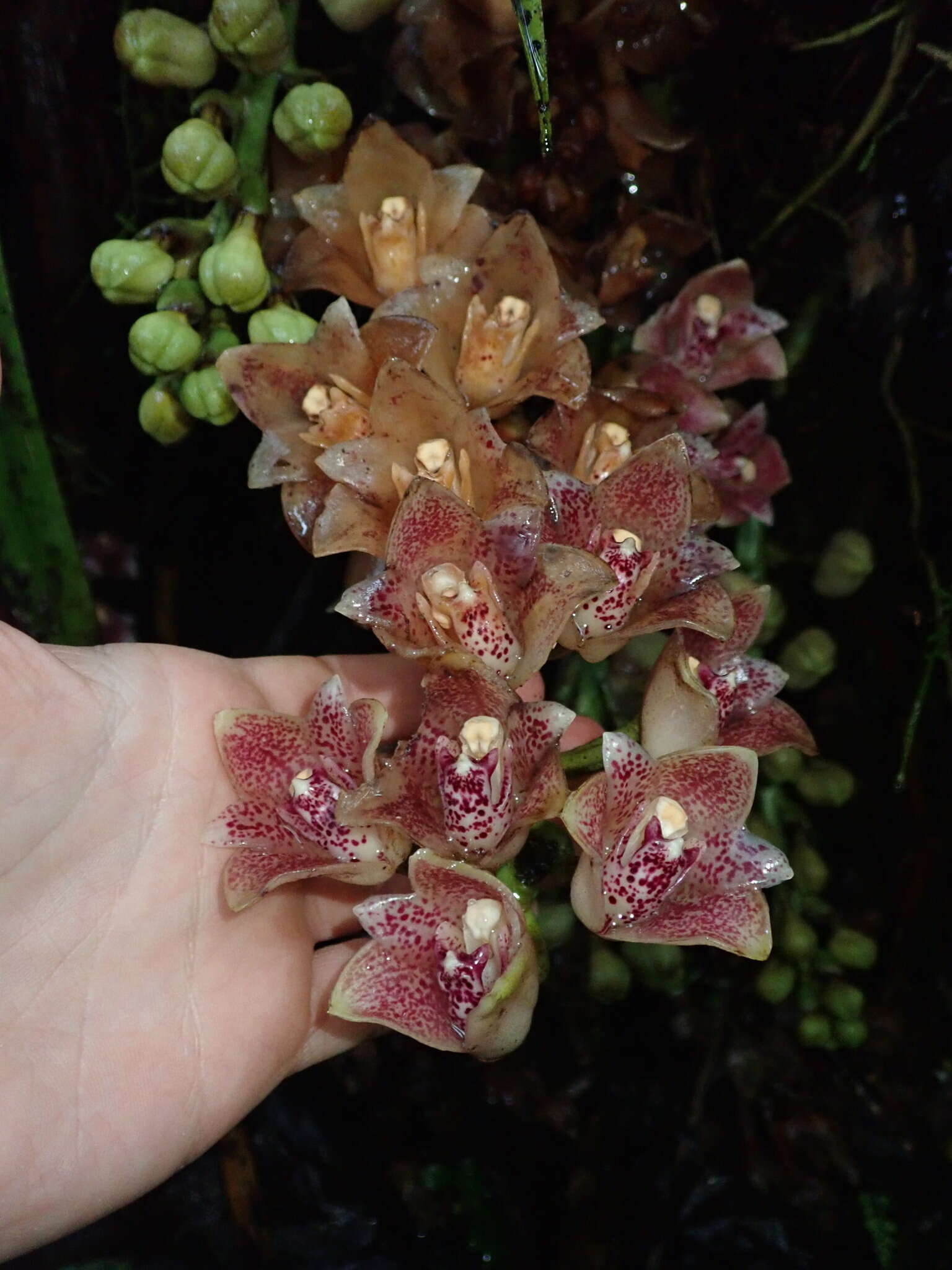 Image of Lycomormium ecuadorense H. R. Sweet