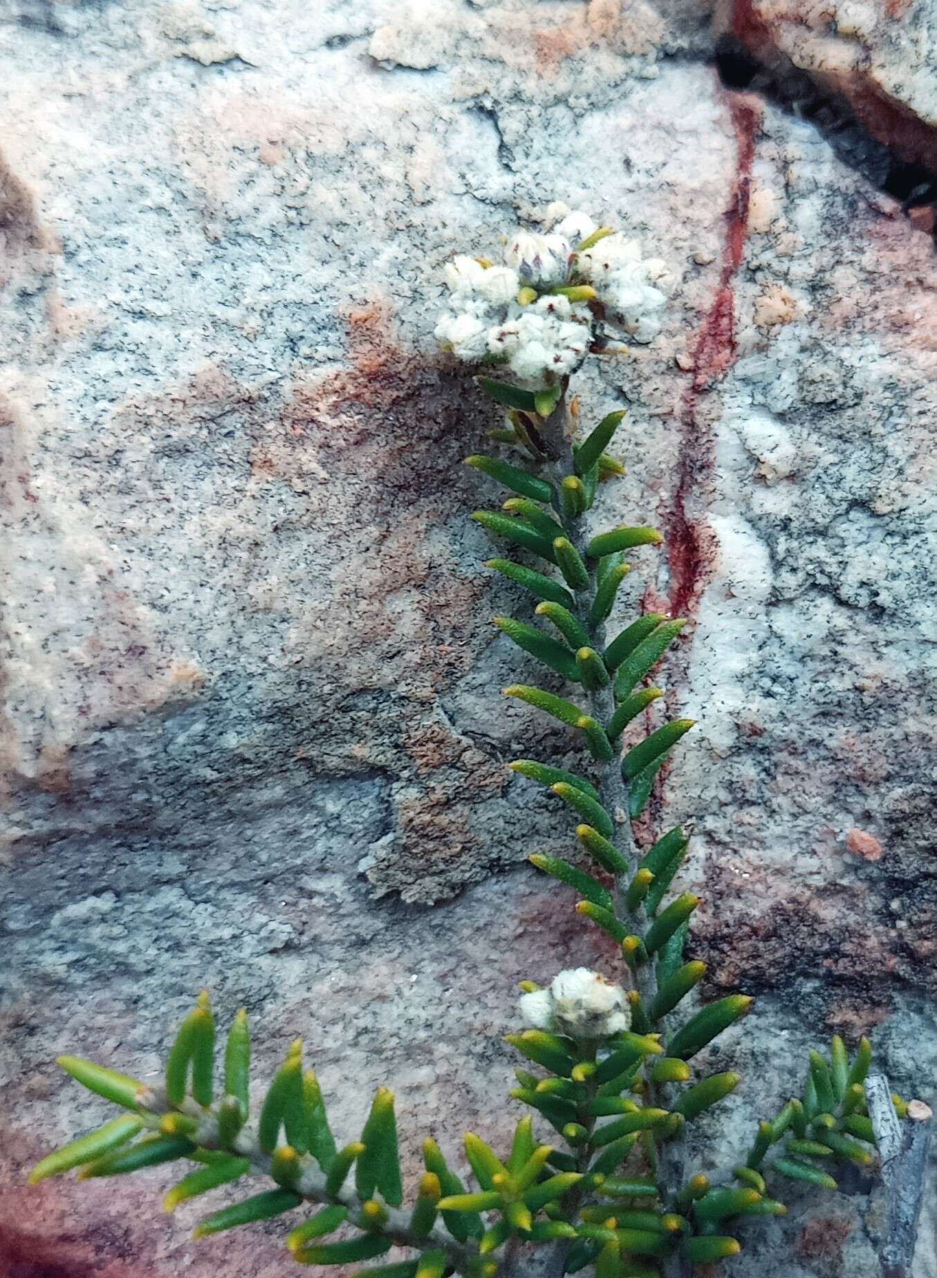 Image of Phylica rogersii Pillans