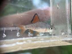 Image of Checker barb