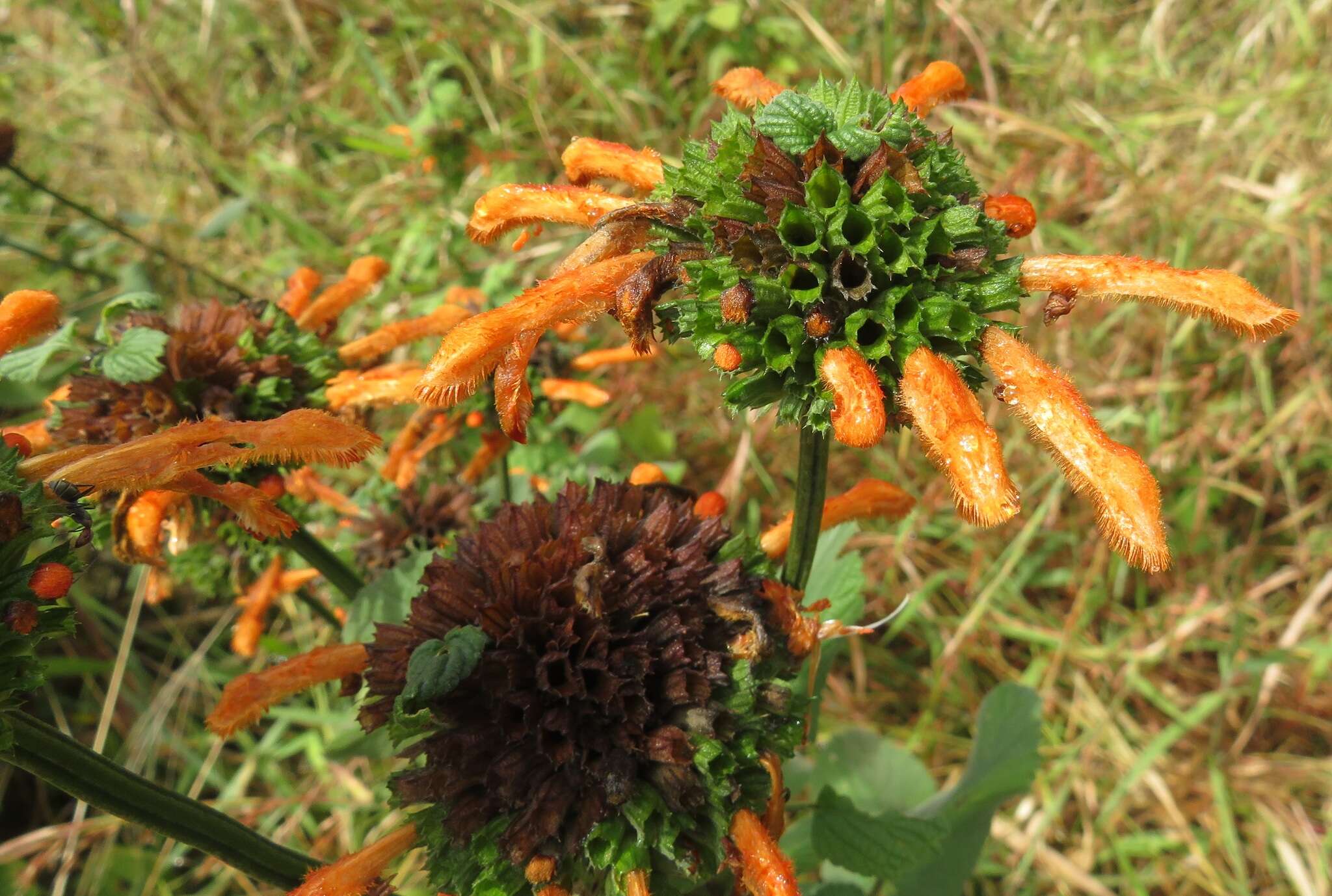 Image of Leonotis ocymifolia var. raineriana (Vis.) Iwarsson