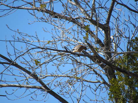 Image of Buteo lineatus elegans Cassin 1855