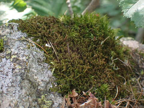 Image of Barbilophozia hatcheri (A. Evans) Loeske