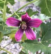 Imagem de <i>Malva assurgentiflora</i> subsp. <i>glabra</i> (Philbrick) M. F. Ray