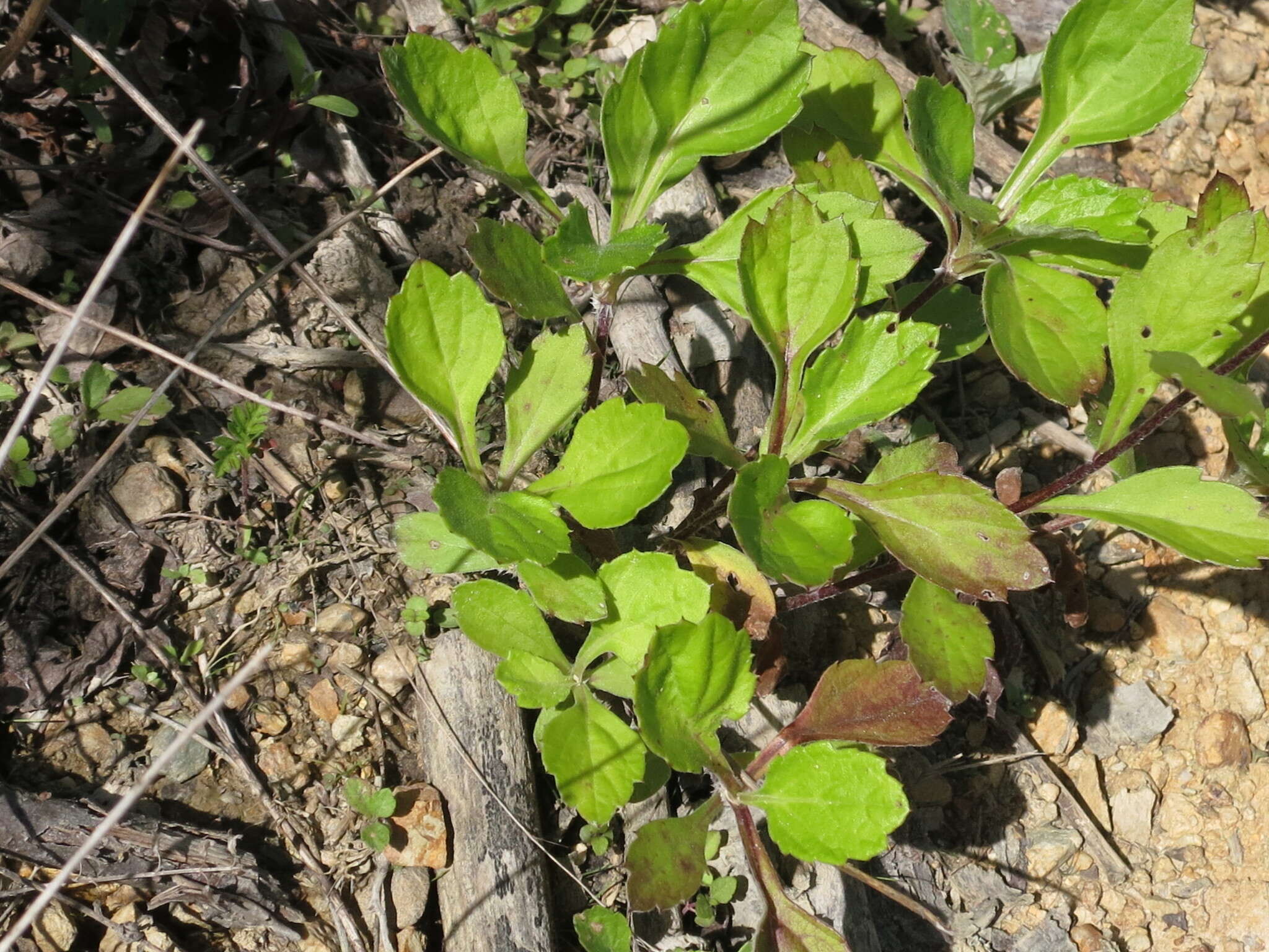 Image of Artemisia keiskeana Miq.