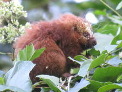 Image of Hairy Dwarf Porcupines