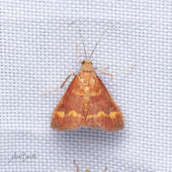 Image of Pyrausta pseuderosnealis Munroe 1976