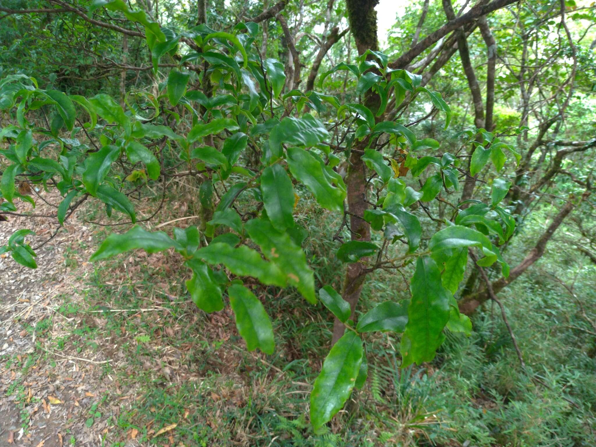 Image of Symplocos lancifolia Sieb. & Zucc.