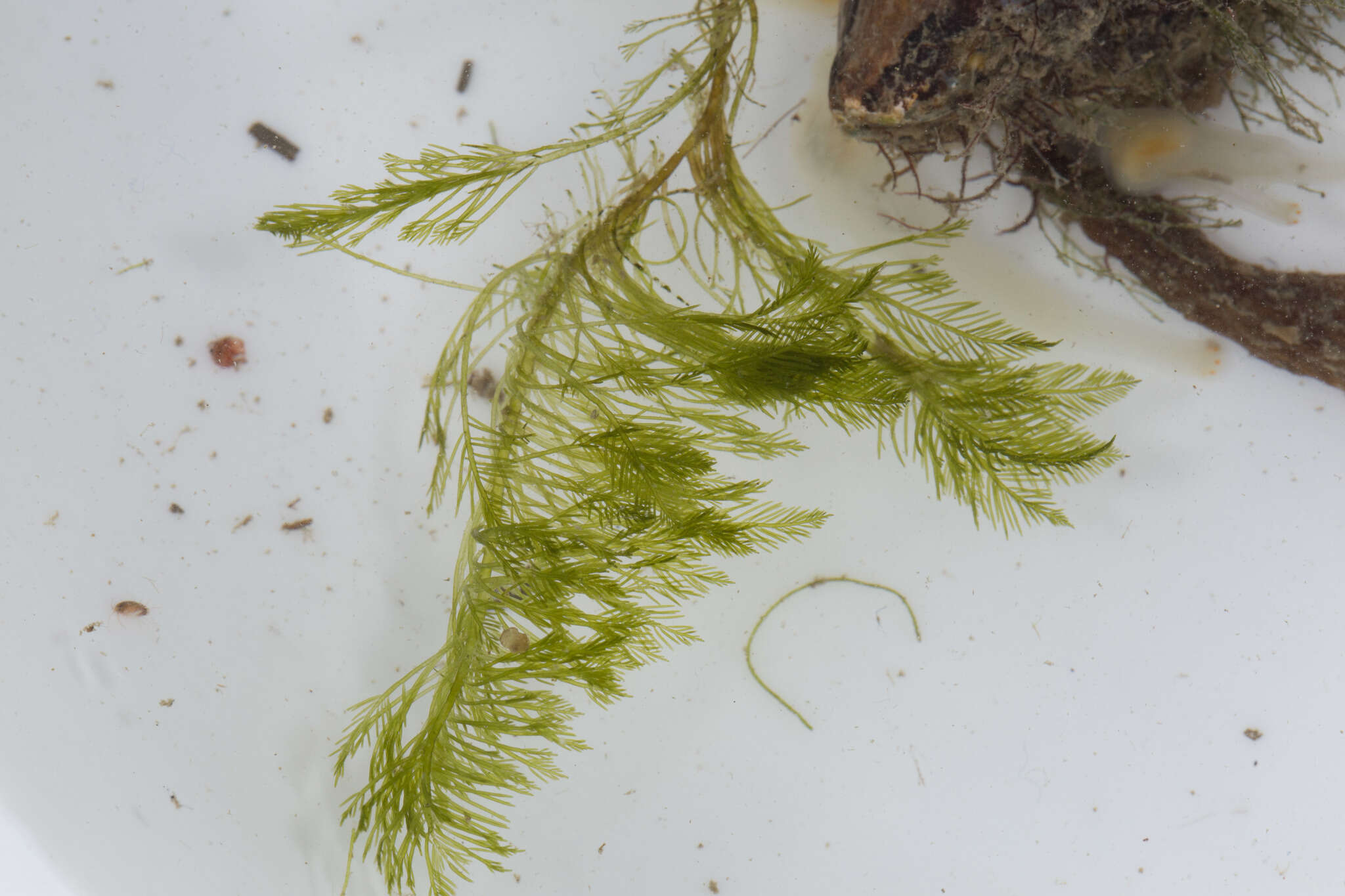 Слика од Bryopsis corticulans