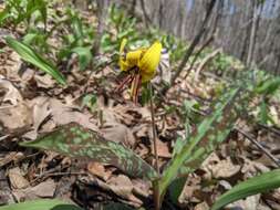 Image of dogtooth violet