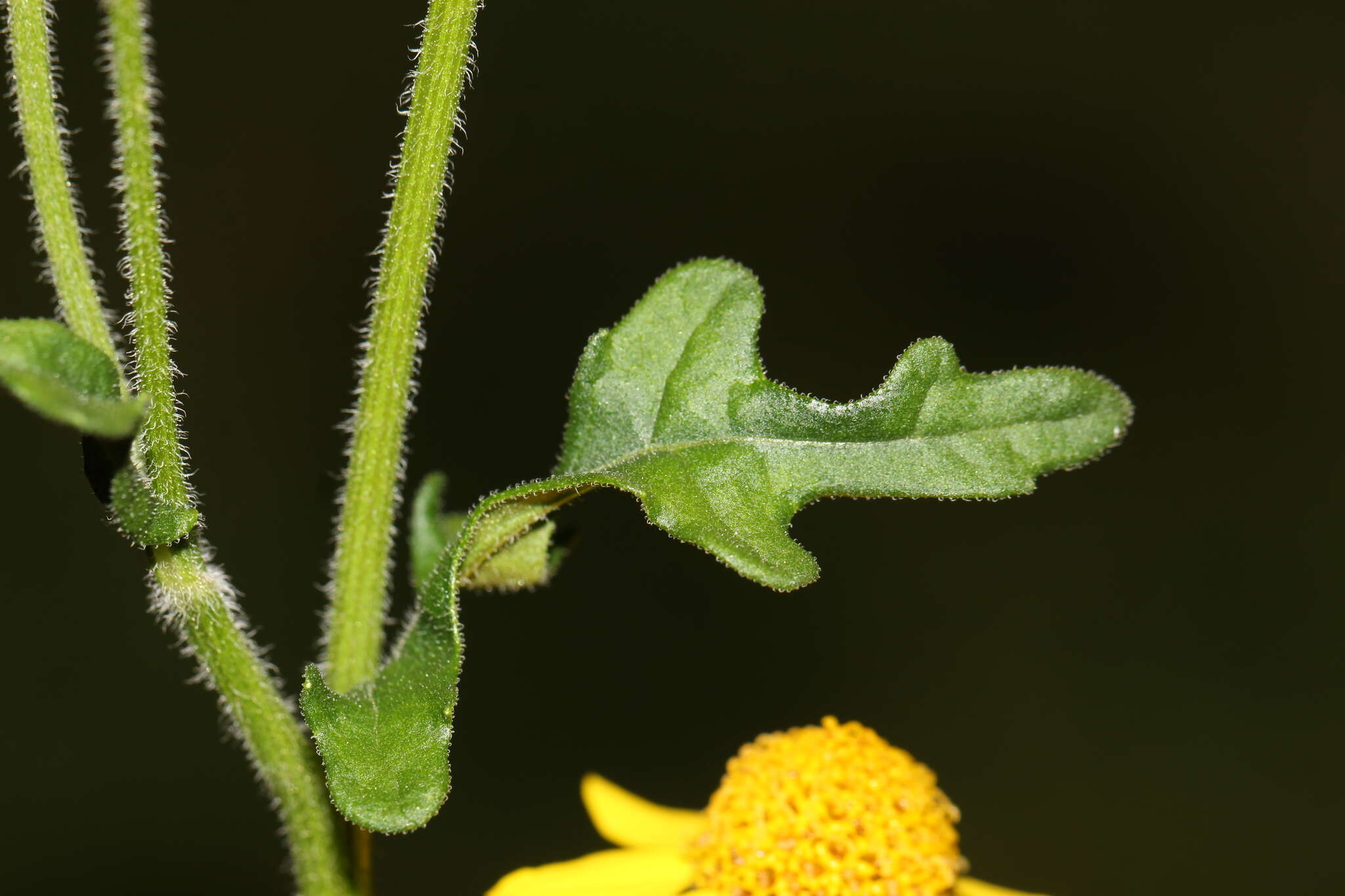 Image of Zaluzania triloba (Ortega) Pers.