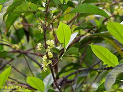 Image of Diplospora dubia (Lindl.) Masam.