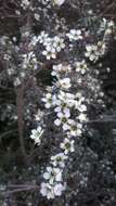 Sivun Leptospermum lanigerum (Ait.) Sm. kuva