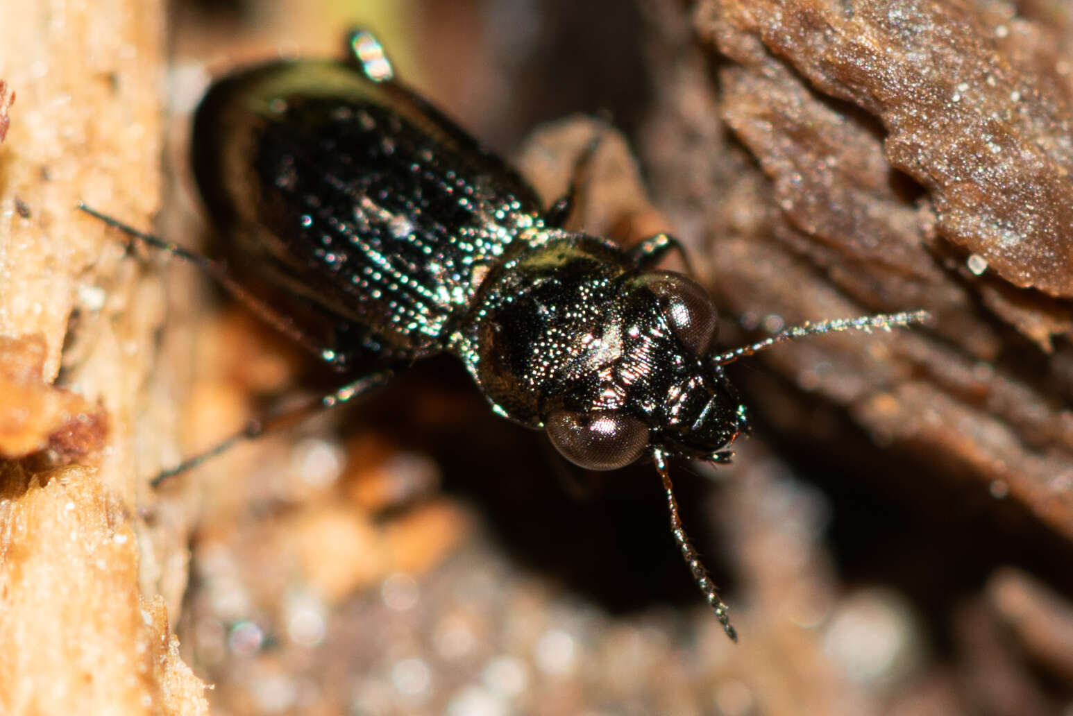 Image of Rough-necked Springtail-stalker