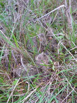 Image of Psilocybe alutacea Y. S. Chang & A. K. Mills 2006