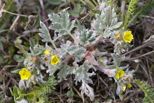 Слика од Potentilla pulchella R. Br.