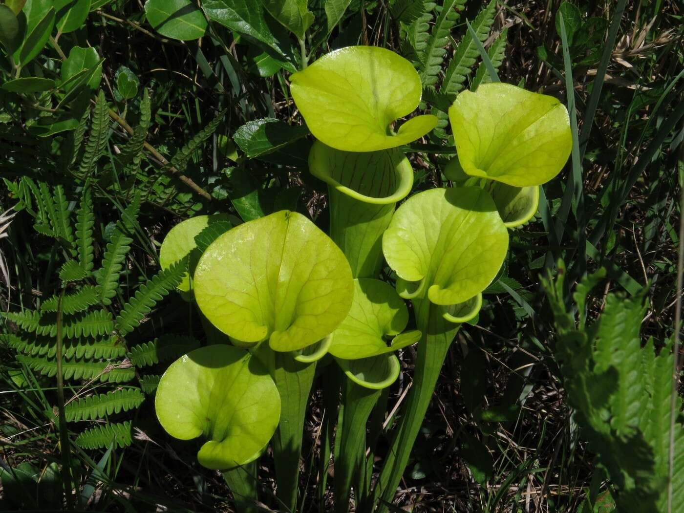 Image of Yellow pitcher plant