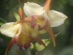 Image of Sobralia gloriosa Rchb. fil.