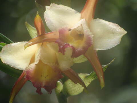 Image of Sobralia gloriosa Rchb. fil.