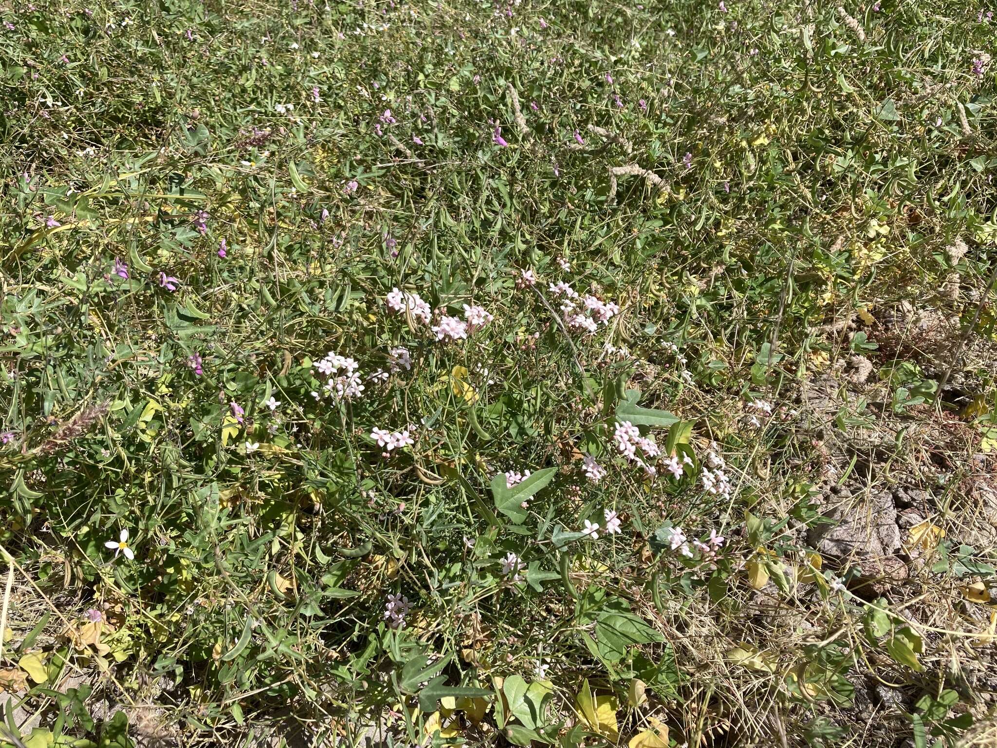 Image of Stenotis brevipes (Rose) Terrell