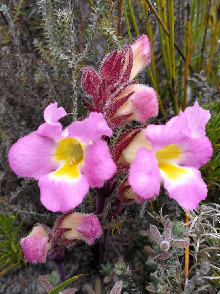 Image of Purple Inkflower