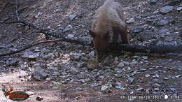 Image of Ursus americanus machetes Elliot 1903