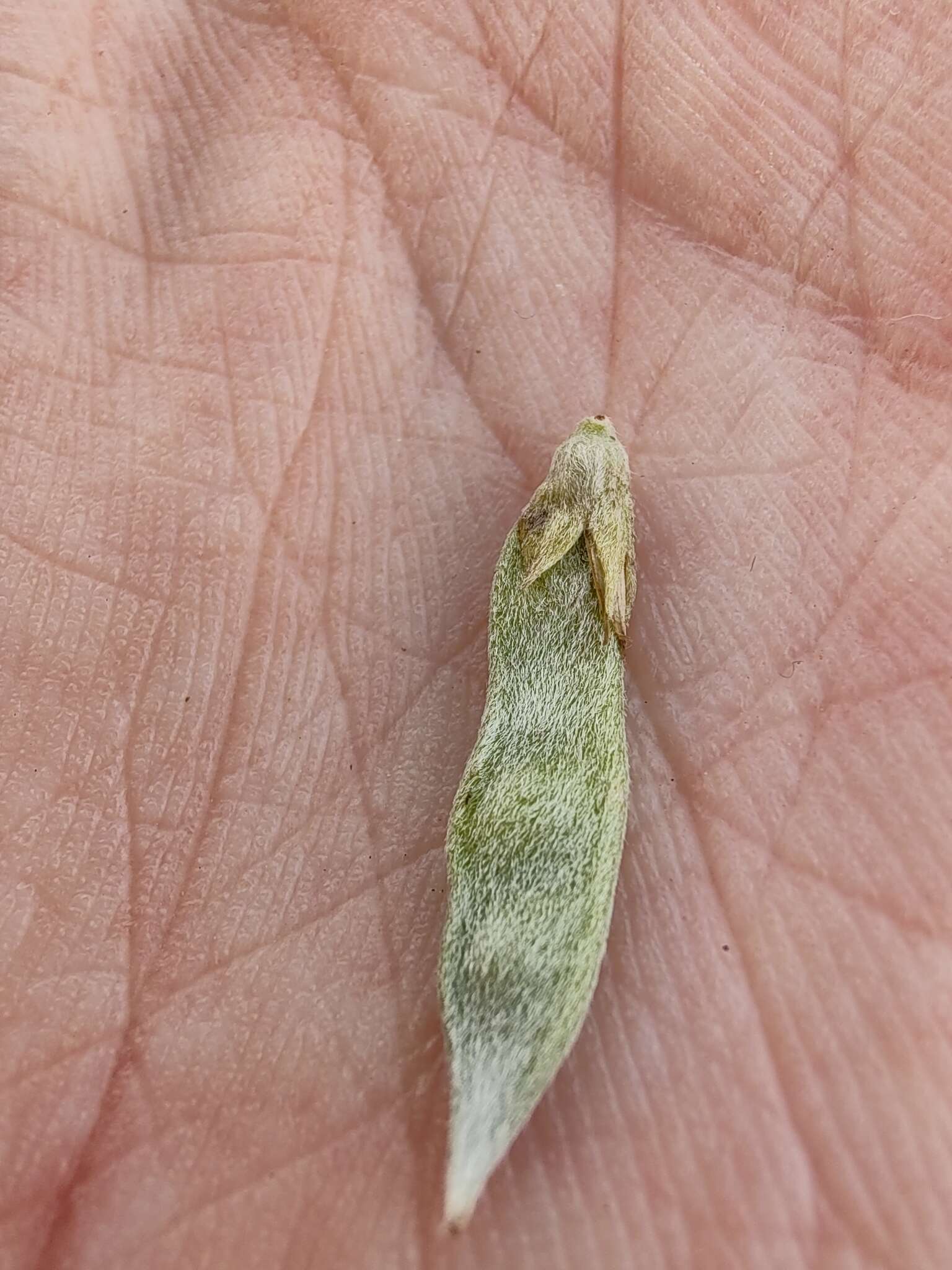 Imagem de Genista canariensis L.