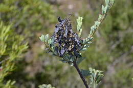 Plancia ëd Hypocalyptus sophoroides (P. J. Bergius) Baill.