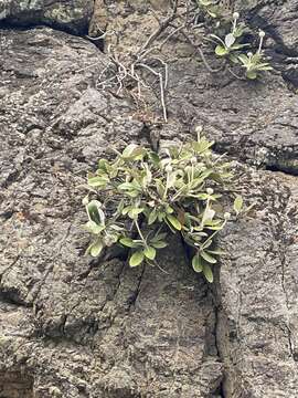 Image of Pachystegia insignis (Hook. fil.) Cheesem.